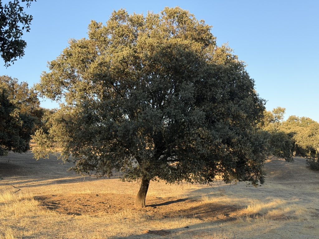 Encina